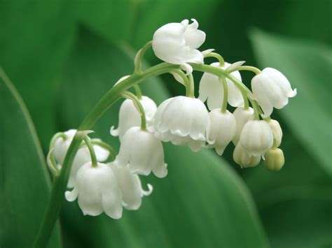 Lily Of The Valley Flower Meaning Symbolism And Cultural Significance