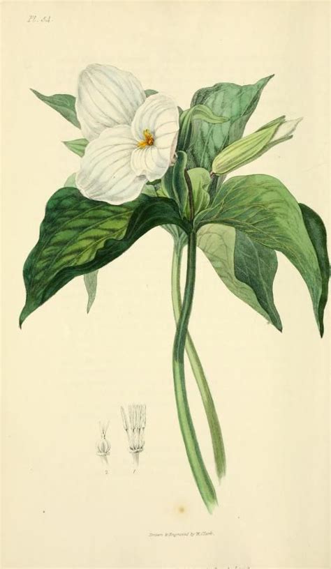 Large Flowered Trillium Plate From ‘flora Conspicua By Richard Morris