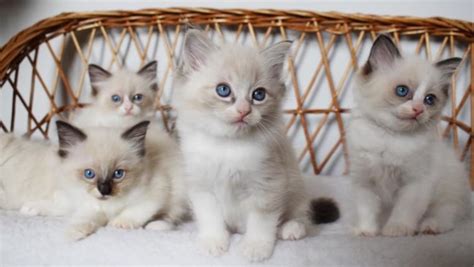 Our photographs, website content , video's and intellectual property are. Adorable Ragdoll Kittens For Sale, Cats, for Sale, Price