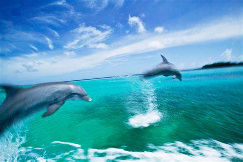 Mystery Solved How Do Dolphins Swim So Fast