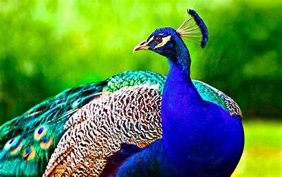 Peacock Bird Birds Wallpapers 4k Backgrounds Nice