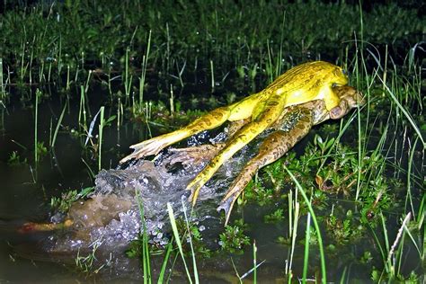 two mated golden frog are jumping in a pond smithsonian photo contest smithsonian magazine