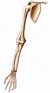 Qué huesos forman el miembro superior Homo medicus