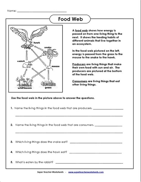 Food Webs And Food Chain Worksheets Answer Key