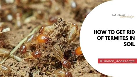 How To Get Rid Of Termites In Soil