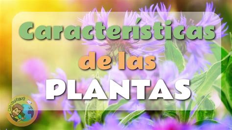 Caracteristicas De Las Plantas Youtube