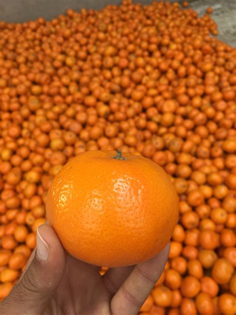 Kinnow Kinoo Mandarin At Rs 30kilogram Fruit Plant In Sirsa Id