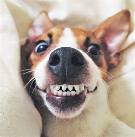 Dogs Who Really Know How To Smile Modern Dog Magazine