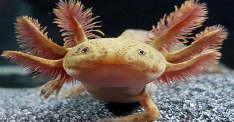 Axolotls are often referred to as mexican walking fish, but they are actually amphibians that prefer to live their entire lives underwater. Ixi, my copper axolotl! : axolotls
