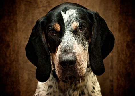 Bluetickcoonhound2 Bluetick Coonhound Wikipedia Bluetick