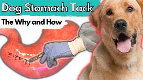 Dog Stomach Tack Or Gastropexy The How And Why For The Pet Parent