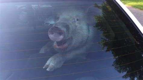 Pig Turns Cop Car Into Pig Pen