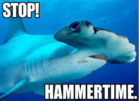 Best Shark Memes Popsugar Tech