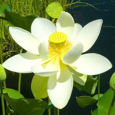 Gambar Bunga Lotus Dan Teratai ~ Koleksi Foto Bunga