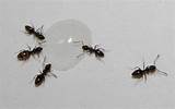 Black Carpenter Ants In House Photos