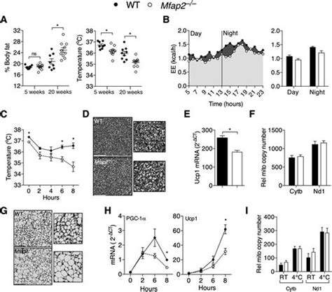The Extracellular Matrix Protein Magp1 Supports Thermogenesis And