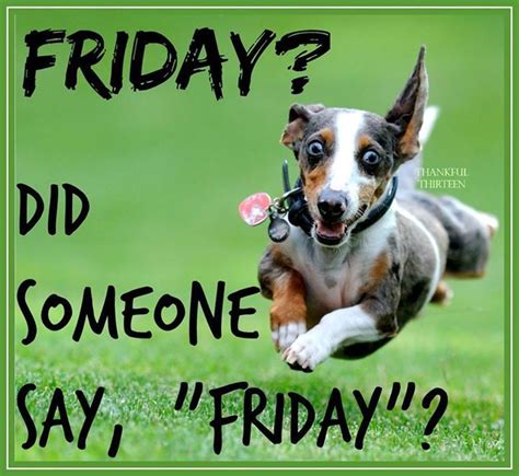 Did Someone Say Friday Its Friday Quotes Work Quotes Funny Friday Humor