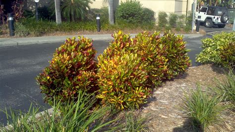 Divide croton plants by carefully cutting through their roots with a serrated knife, then pot each plant in its own container. Buy Crotons in Orlando, Florida, Lake Mary, Kissimmee, Sanford