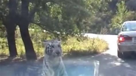 Vídeo mostra tigre arrancando parachoque de carro em parque onde mulher