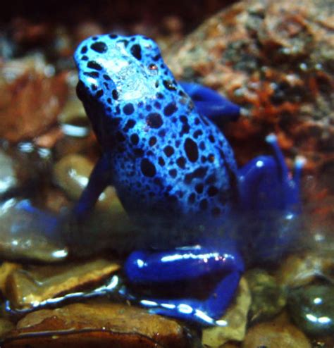 Washington Son Blue Poison Dart Frog Dendrobates Azureusfactsphotos
