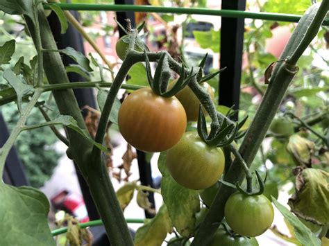 My First Cherry Tomatoes Are Changing Color Rurbangardening