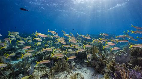 Diving In Coral Conservation In Biscayne