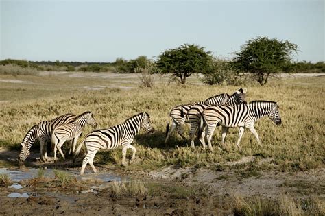 Image Zebras In Savanna Stock Photo By Jf Maion