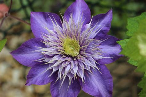 Maybe you would like to learn more about one of these? Clematis - a growing guide