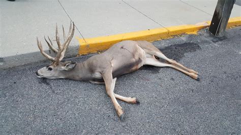Buck Deer Shot Killed In Uptown Butte Area Group Offers Reward For Information State