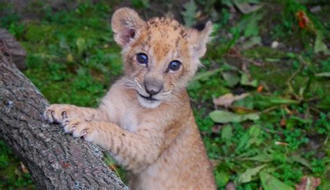 Meet Binti African Lion Cub Born At The Detroit Zoo The Animal Facts