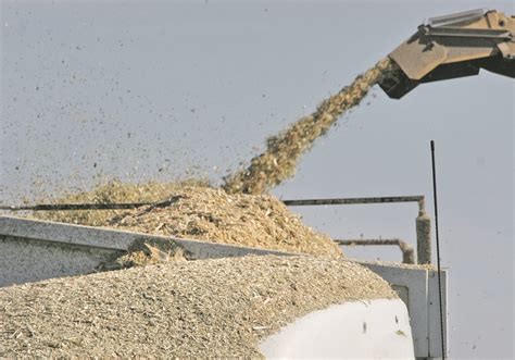 Barley Silage Performs As Well As Corn In Trial The Western Producer