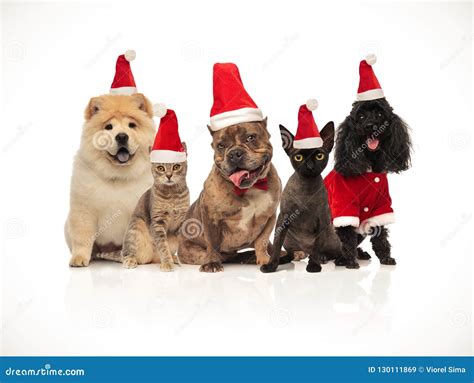 Five Cats And Dogs Of Diferent Breeds Wearing Santa Hats Stock Image