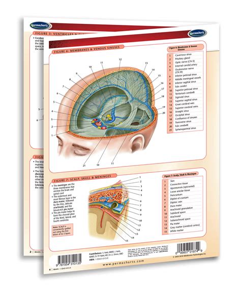 Human Brain Anatomy Chart Laminated Quick Reference Guide