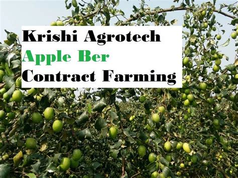 Apple Ber Farming Consultancy At Rs 50plant In Indore Id 2853200333212
