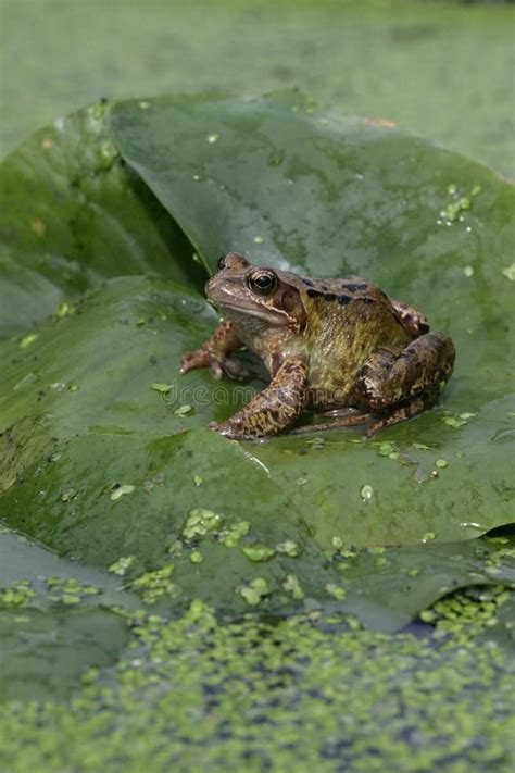 Common Frog Rana Temporaria Stock Image Image Of Water Pond 36072915