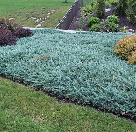 Blue Chip Junipers Are Low Growing Evergreen Shrubs With Silver Blue