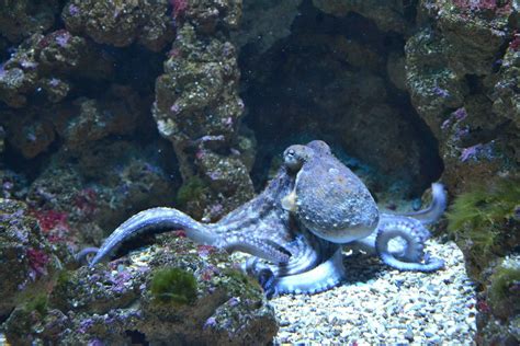 What Do Octopuses Eat Obvious Octopus Facts Everyone Should Know