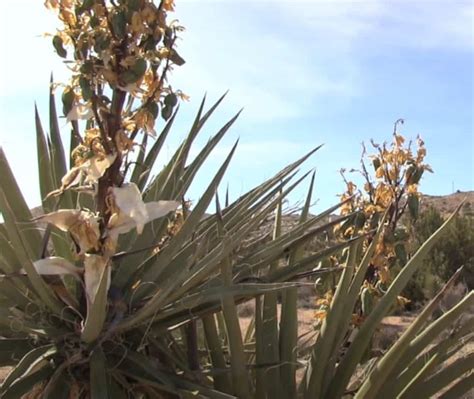 Yucca Plant Growing For Food Landscape Or Houseplant