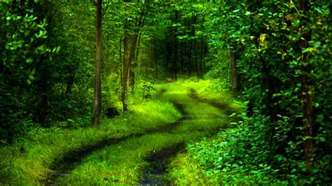 Download Wallpaperpoints Natural Green Forest Wallpaper Full Hd By