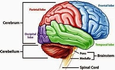 Batang Otak Brainstem Pengertian Fungsi Struktur Dan Bagian
