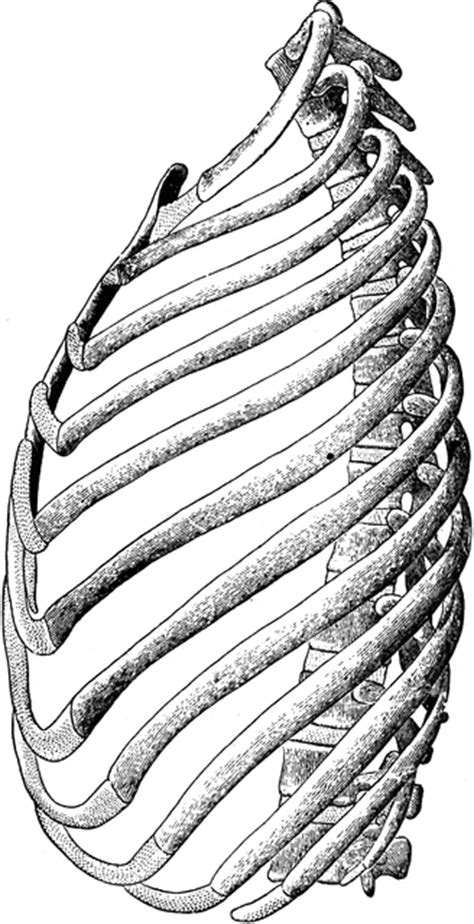 Why does one side of my rib cage below my pectoral protrude more visually than the other and feel but my right ribcage is normal for the most part. Ribs of the Left Side | ClipArt ETC