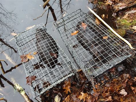 The Most Versatile Beaver Trap Comstock Custom Cages