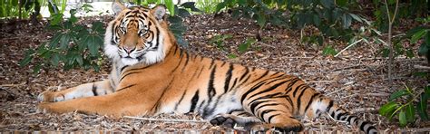 Sumatran Tiger Australia Zoo