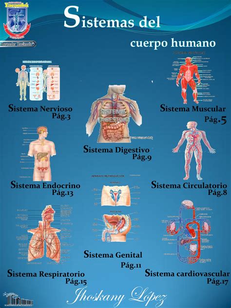 Sistema Del Cuerpo Humano By Jhoskany López Issuu