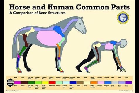 Horse And Human Comparison Horse Lessons Riding Lessons Horse Camp