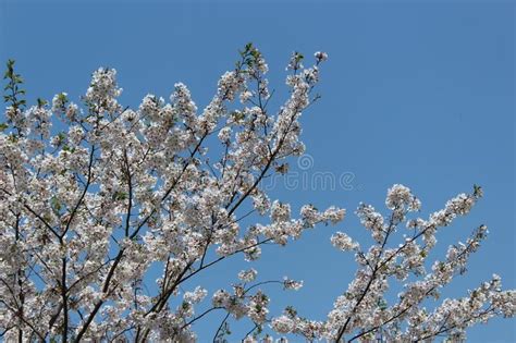 Cherry Blossoms With A Blue Sky Stock Photo Image Of Floral Grow