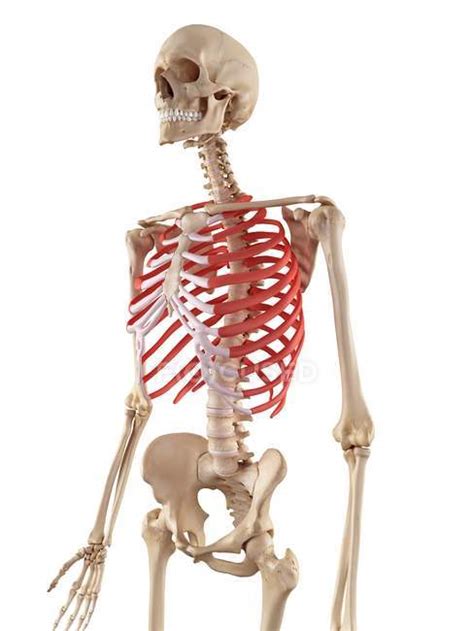 Human Rib Cage Anatomy — Skeletal Structure Biology Stock Photo