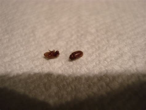 Little Flying Bugs In Bedroom