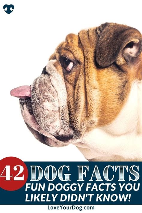 Dog Facts 42 Different Fun Facts That Youve Never Heard Before Dog