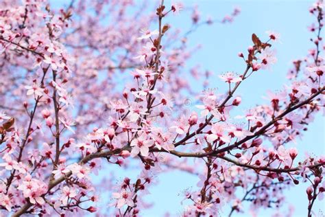 Beautiful Blooming Trees With Pink Sakura Flowers In Spring Sakura